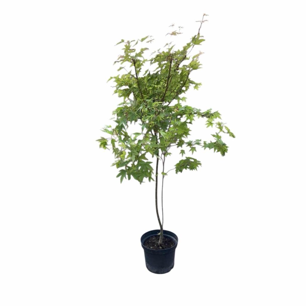 Fák Hungaroplant kínálatában