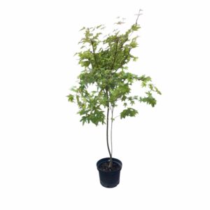 Fák Hungaroplant kínálatában